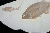 Phareodus Fossil Fish With Knightia #8788-3